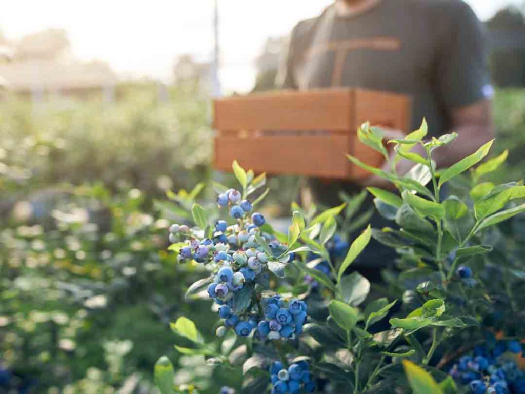 Growing Blueberries In Utah The How to Guide for gardeners