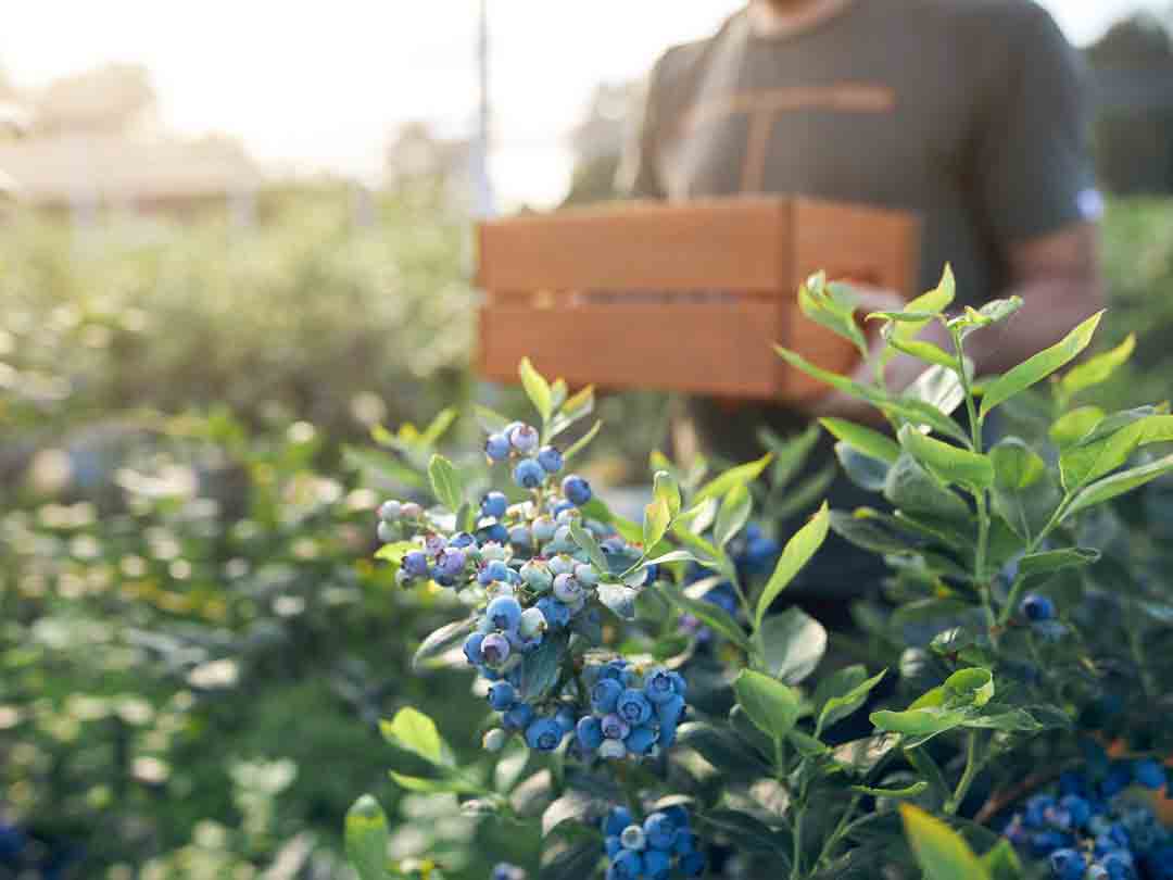 Blueberry-harvest-(web)