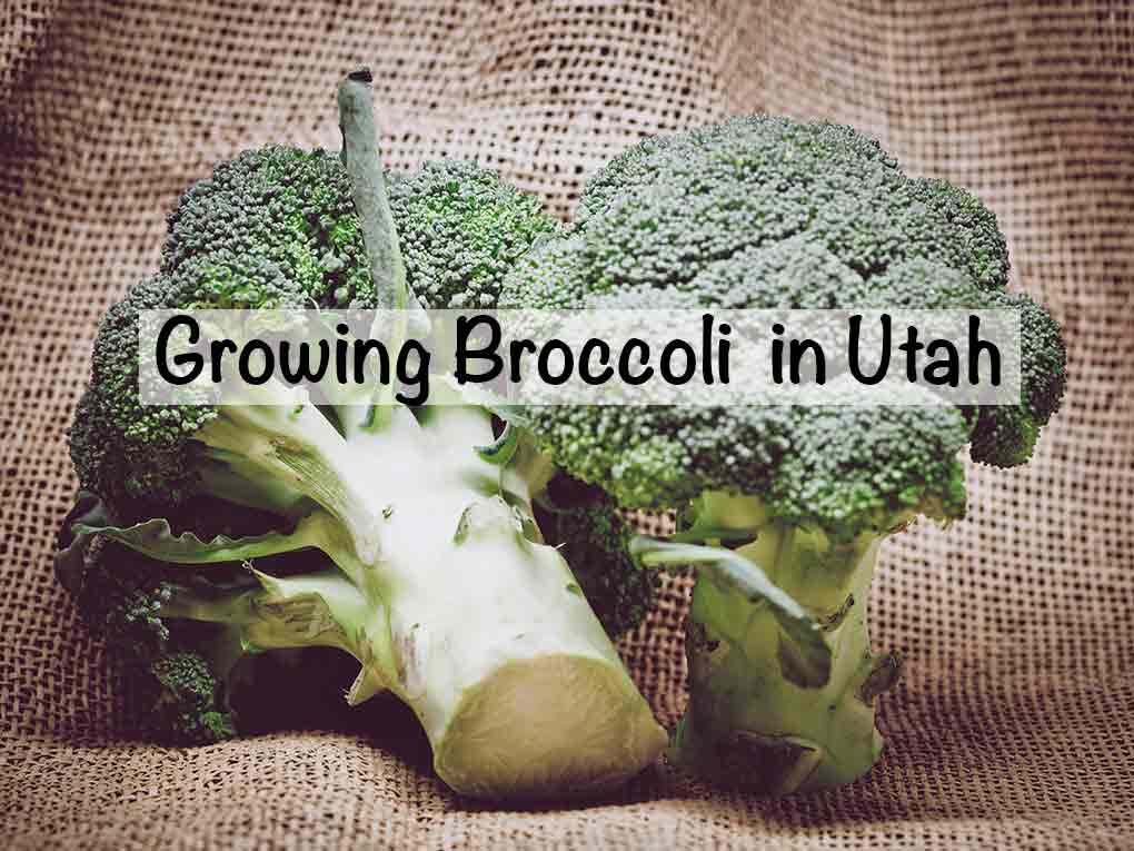 Growing Broccoli in Utah
