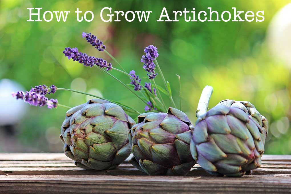 Growing Artichokes / How To