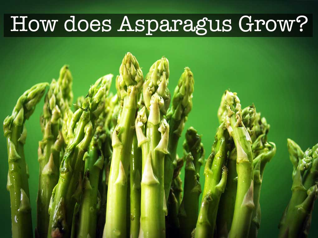 How Does Asparagus Grow