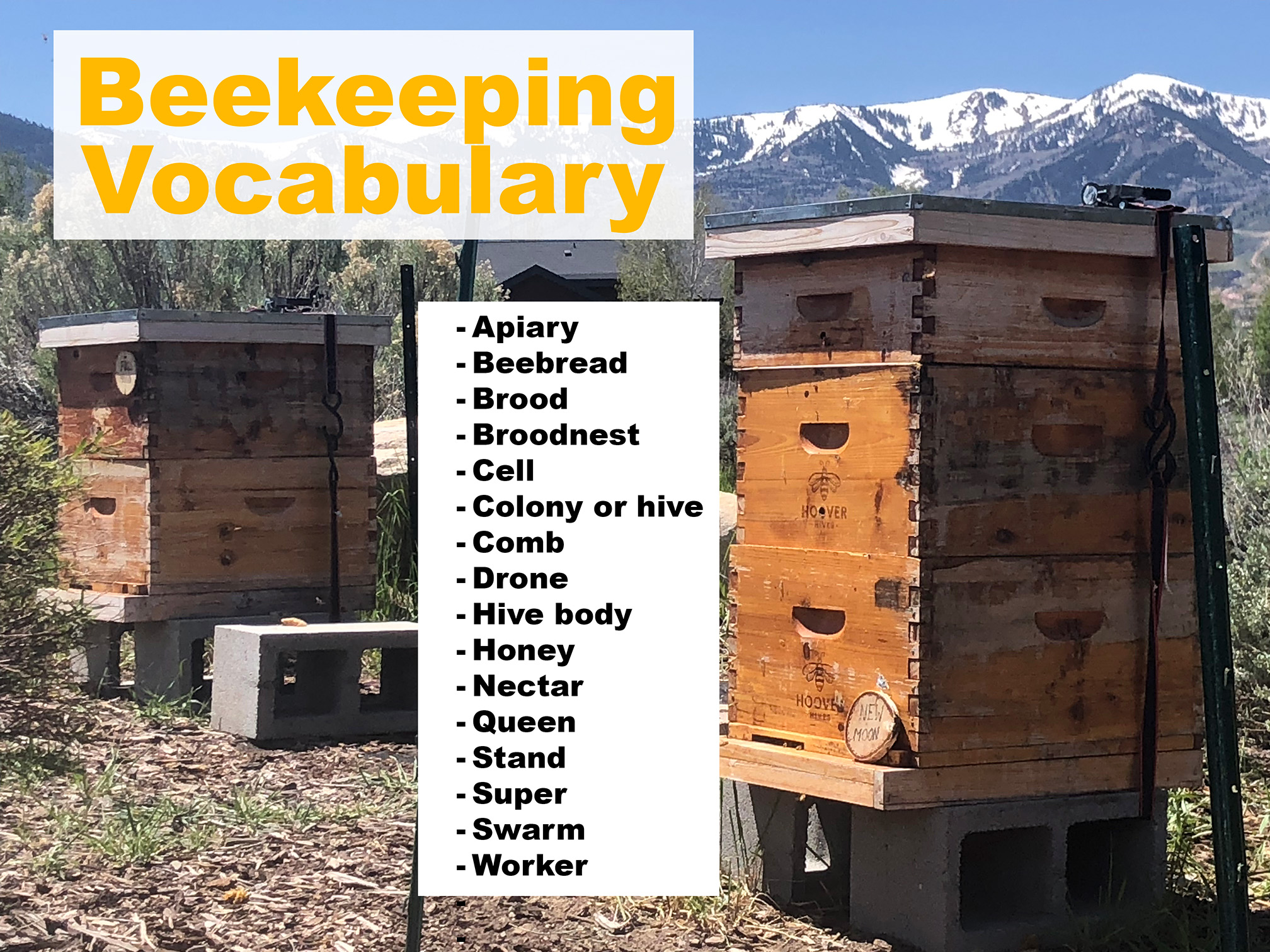 Beekeeping Vocabulary