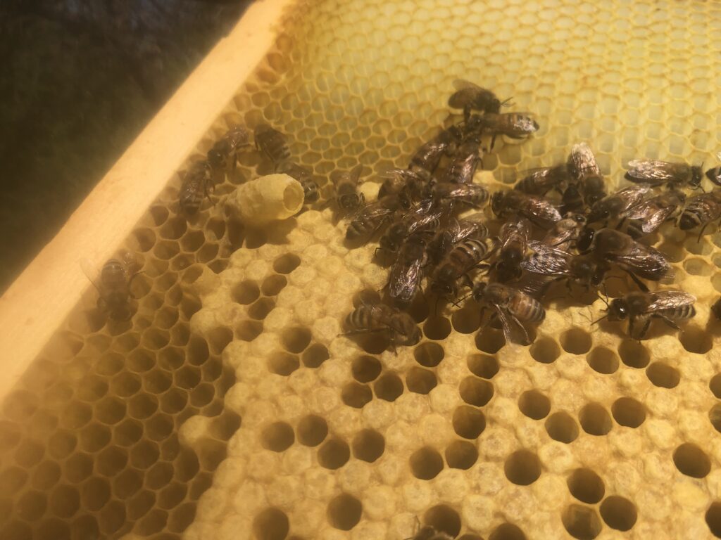 Honey Bee Broodnest