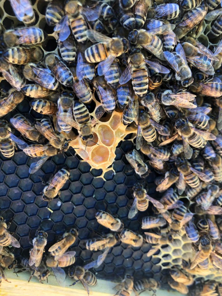 What Kind of bees live in a beehive